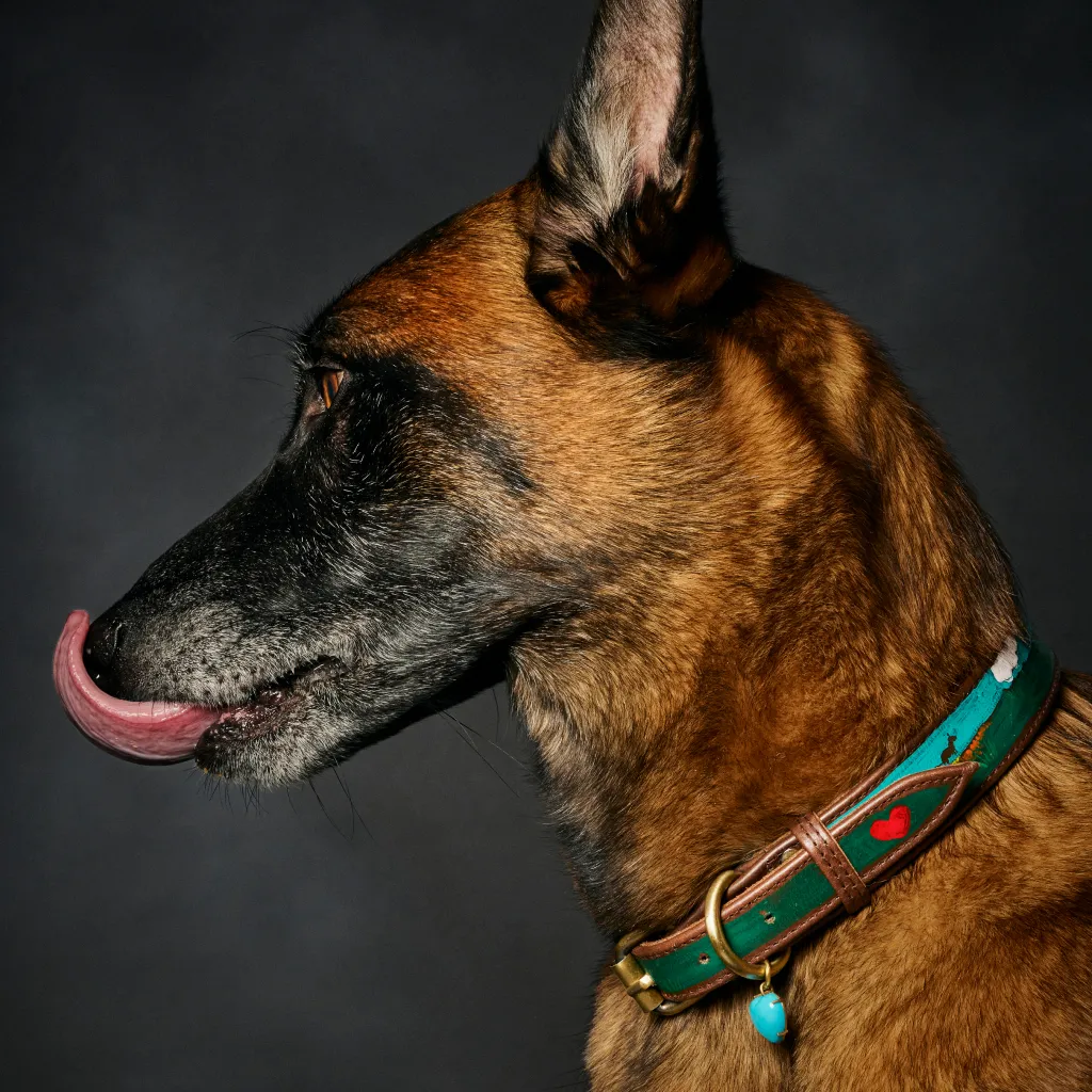 A dog with a custom Collars For Cause collar on.