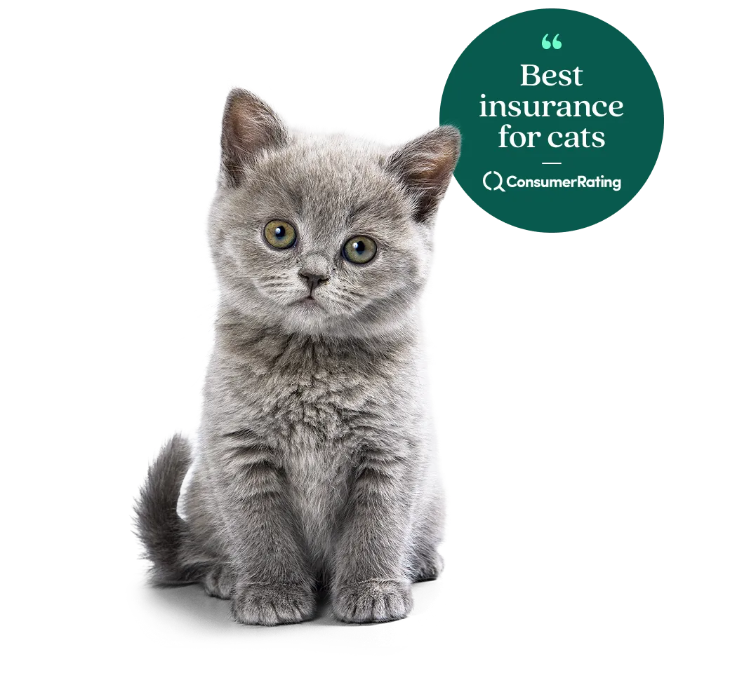 Best insurance for cats according to ConsumerRating.