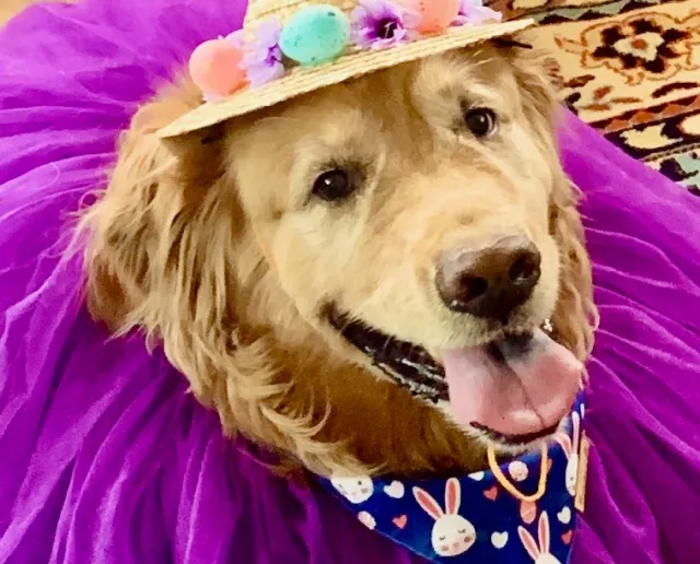 Daisy the dog in a pretty pink dress.