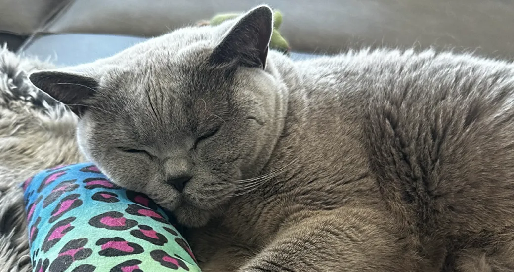 Rumple the cat taking a nap.