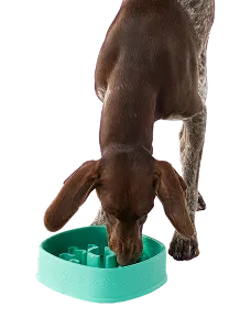 A dog eating out of a Fun Feeder.