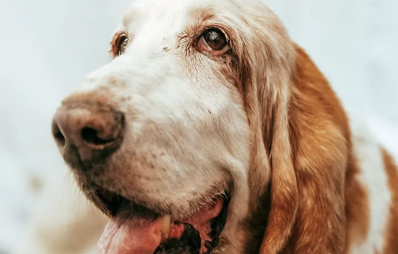 Curry the Basset Hound.
