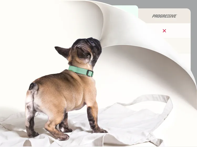 A small dog biting the corner of the screen and pulling it back to reveal a comparison chart.