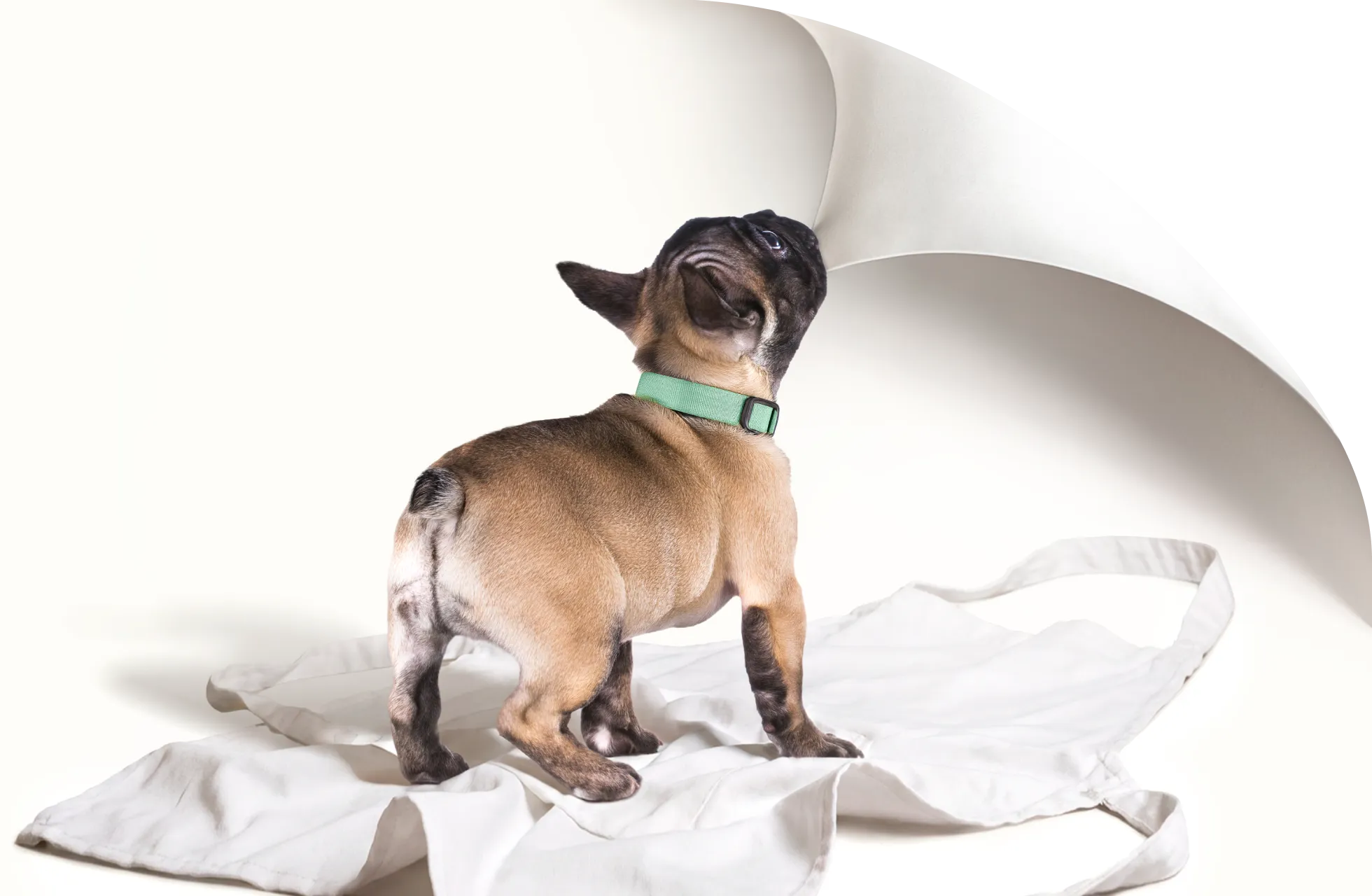 A small dog biting the corner of the screen and pulling it back to reveal a comparison chart.