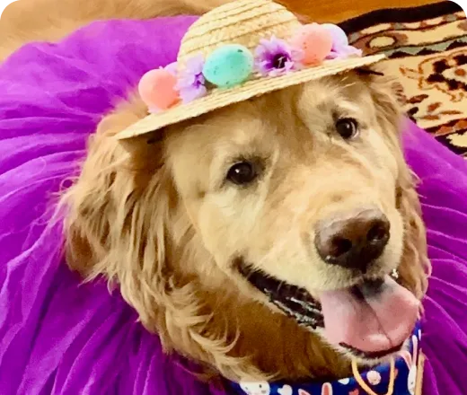 Fetch Pet Insurance Member Daisy