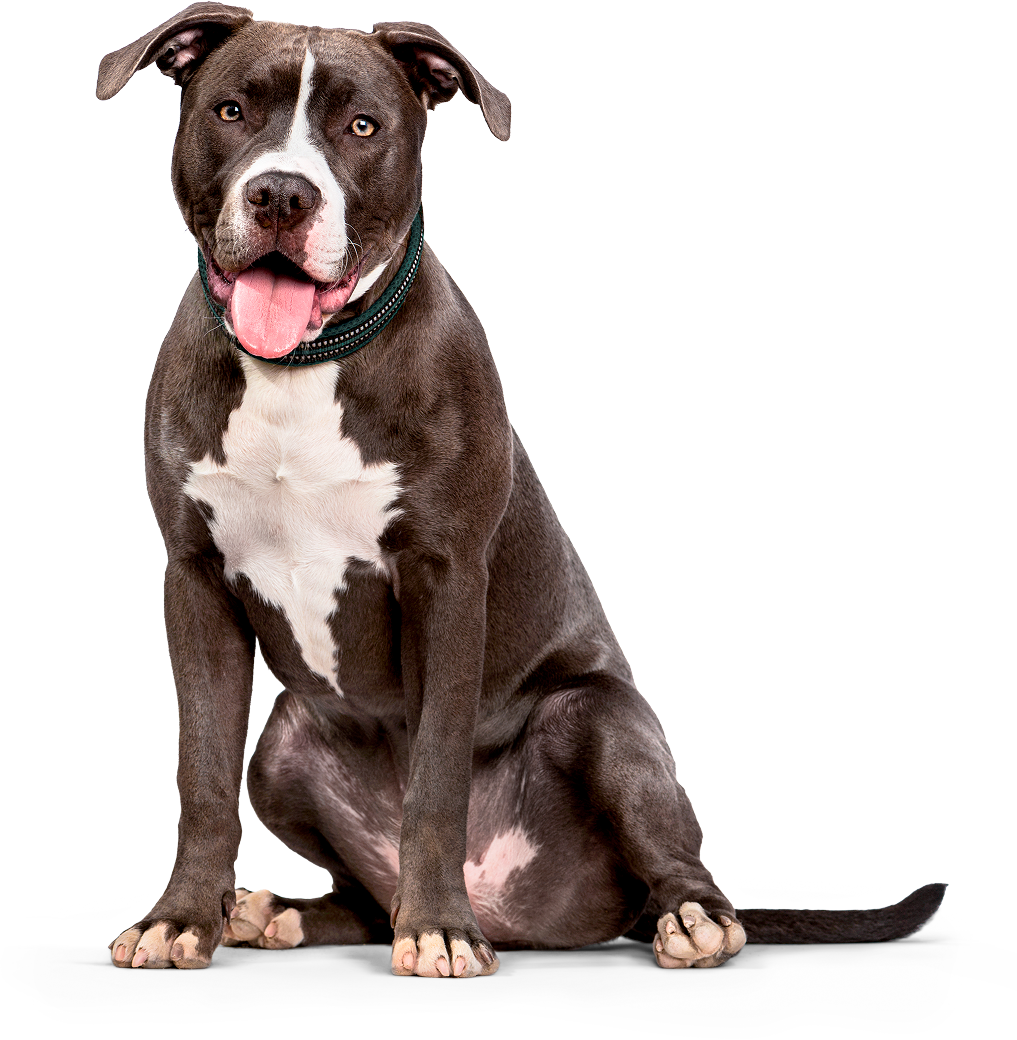 American Pit Bull Terrier