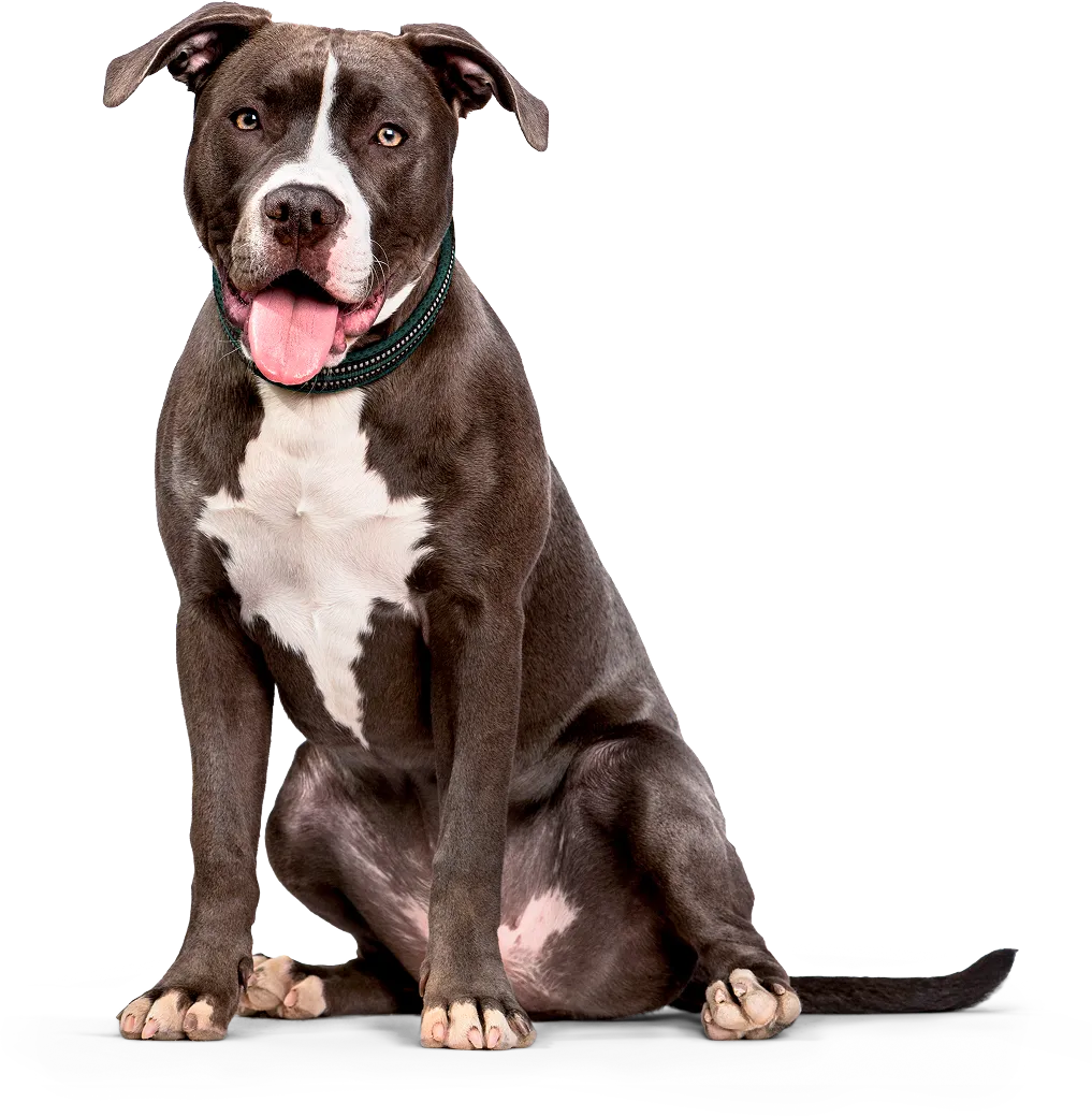 American Pit Bull Terrier