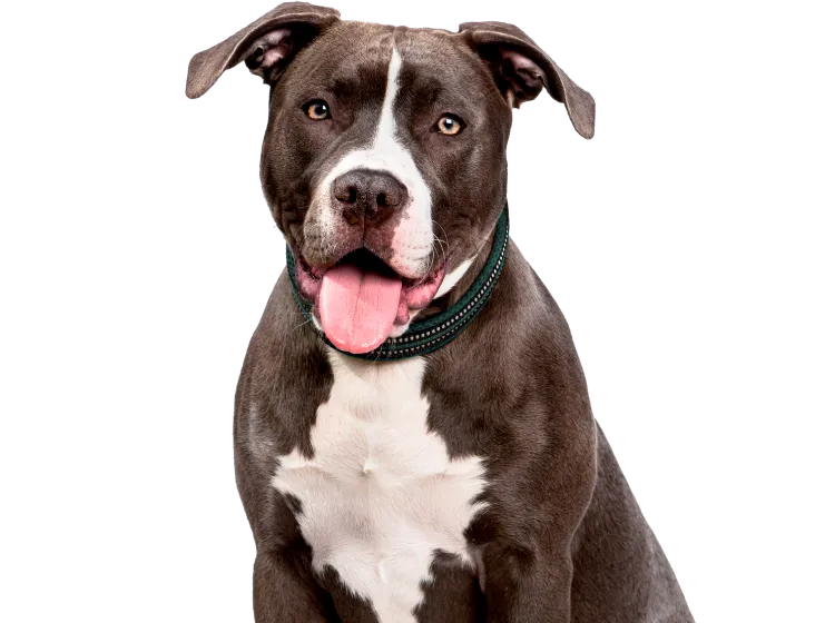 American Pit Bull Terrier