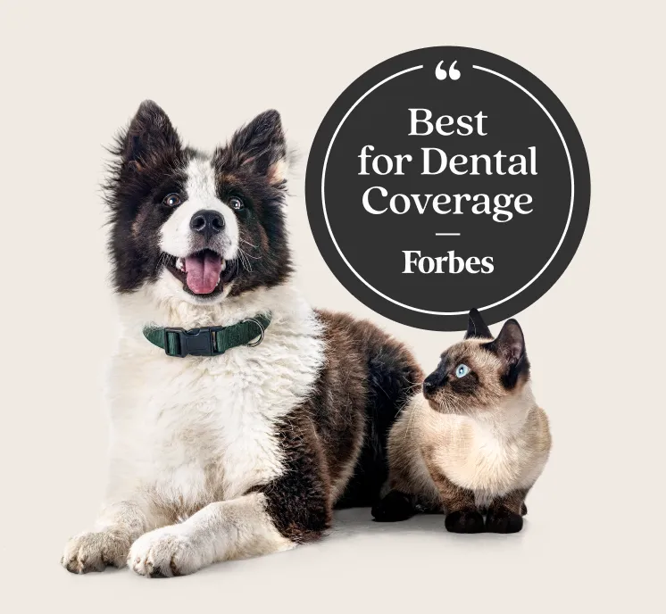 "Best for Dental Coverage" by Forbes in 2026
