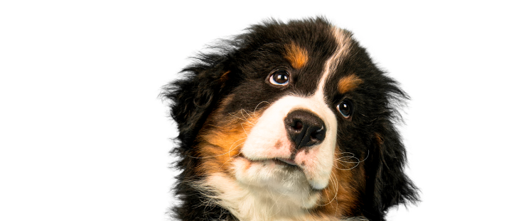 Bernese Mountain Dog