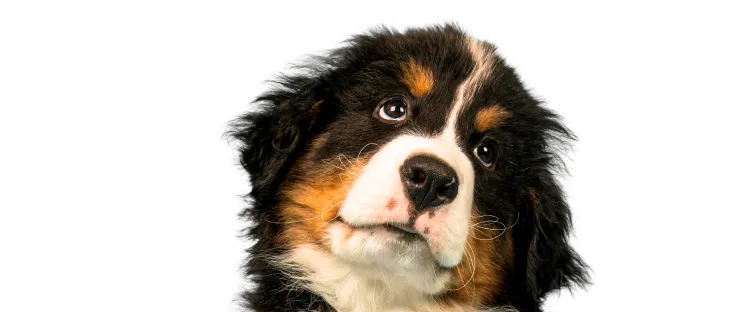 Bernese Mountain Dog