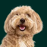 Maltipoo