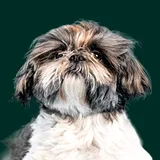 Shih-Tzu