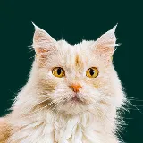 Maine Coon