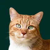 Domestic Shorthair