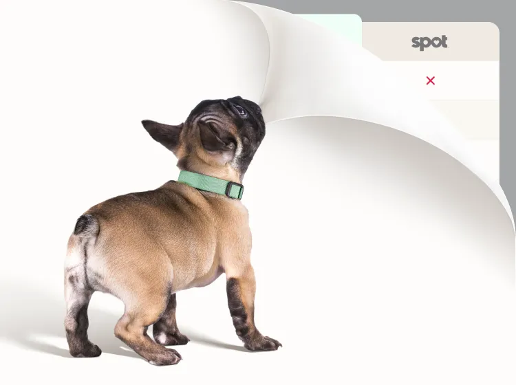 A small dog biting the corner of the screen and pulling it back to reveal a comparison chart.