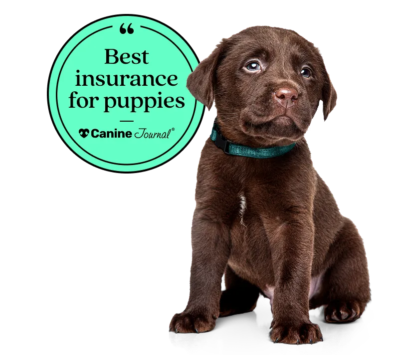 Best insurance for puppies - Canine Journal