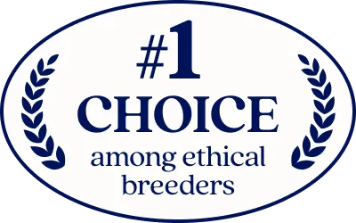 Fetch Pet Insurance named #1 pet insurance in the Newsweek Readers' Choice Awards 2026