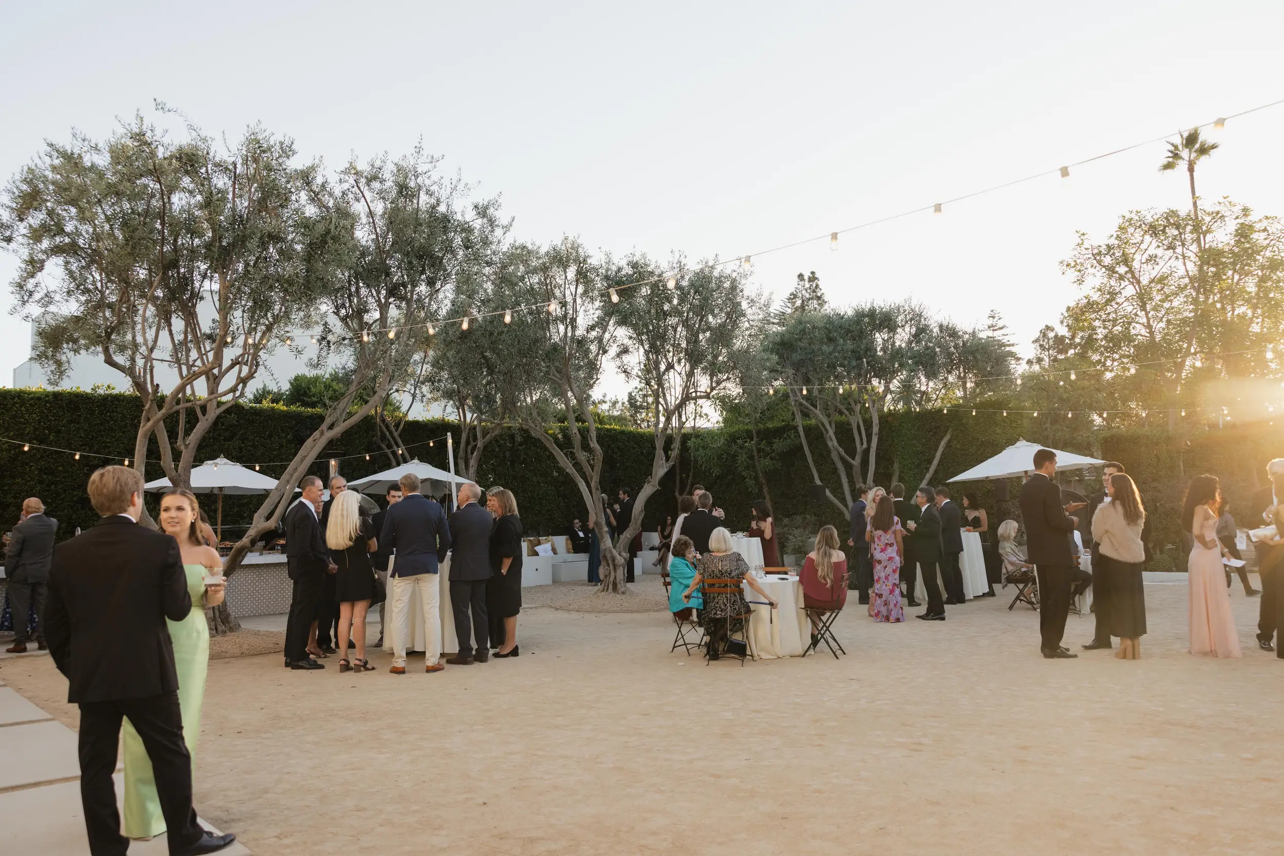 Golden hour cocktail hour in the Grand Gimeno Olive Grove.