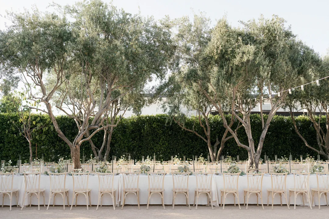 Long outdoor reception table beneath olive trees