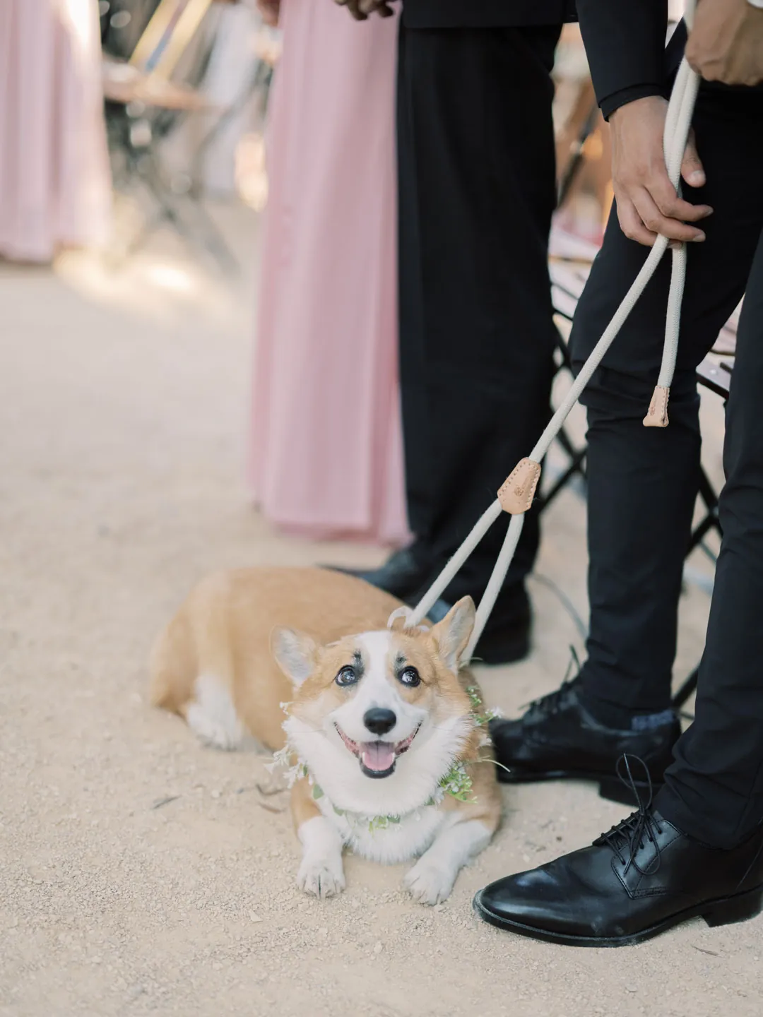 A small dog waits on a leash beside wedding guests.