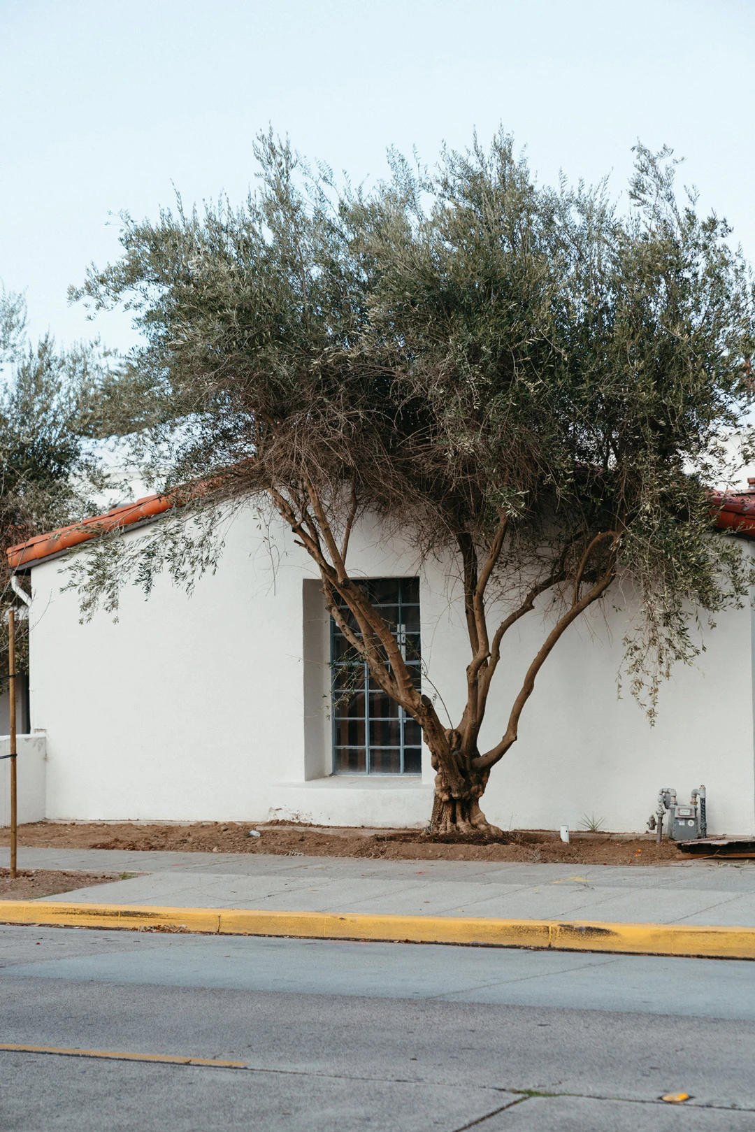 Olive tree beside the venue’s white exterior wall.