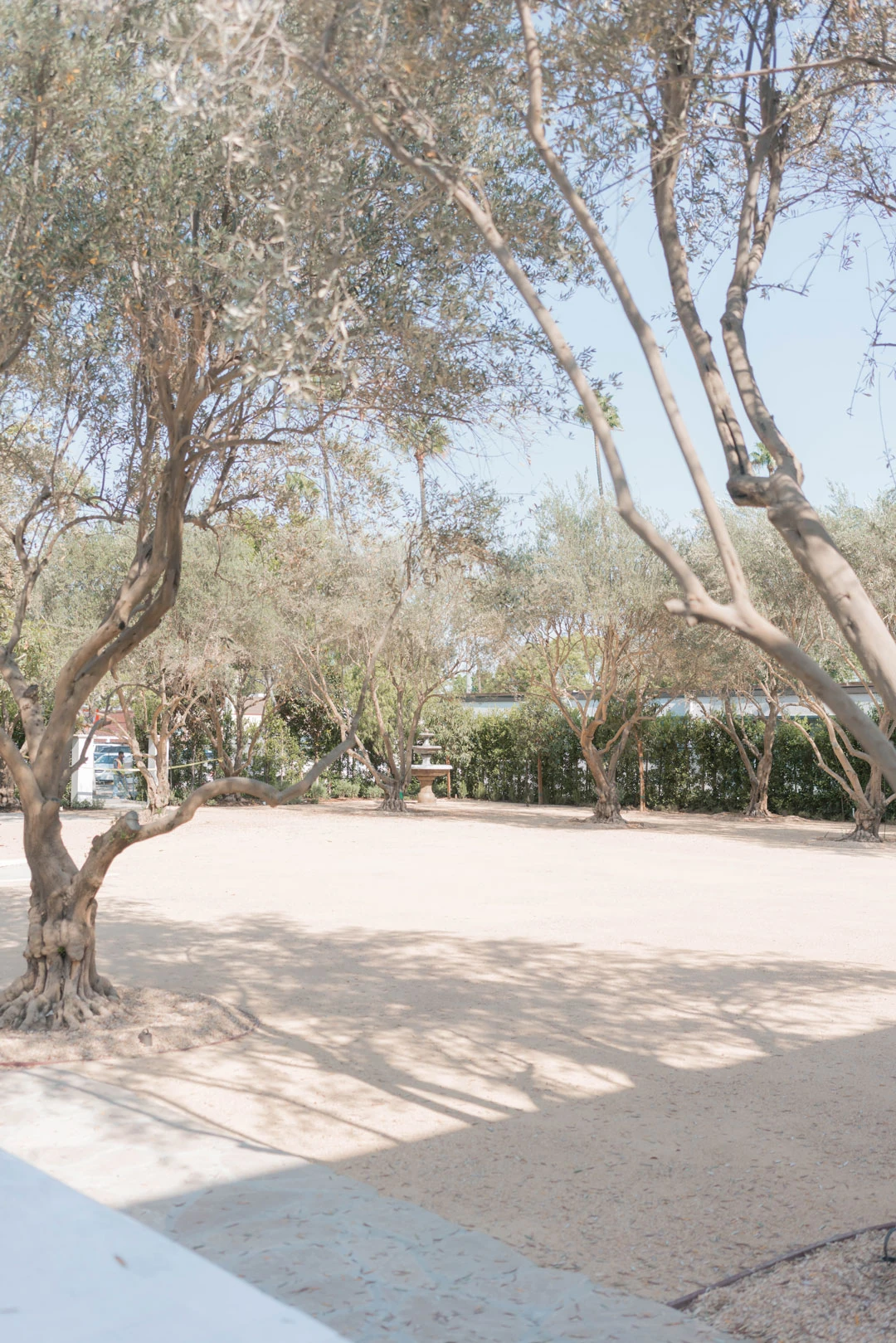 Olive trees planted in a sandy courtyard.