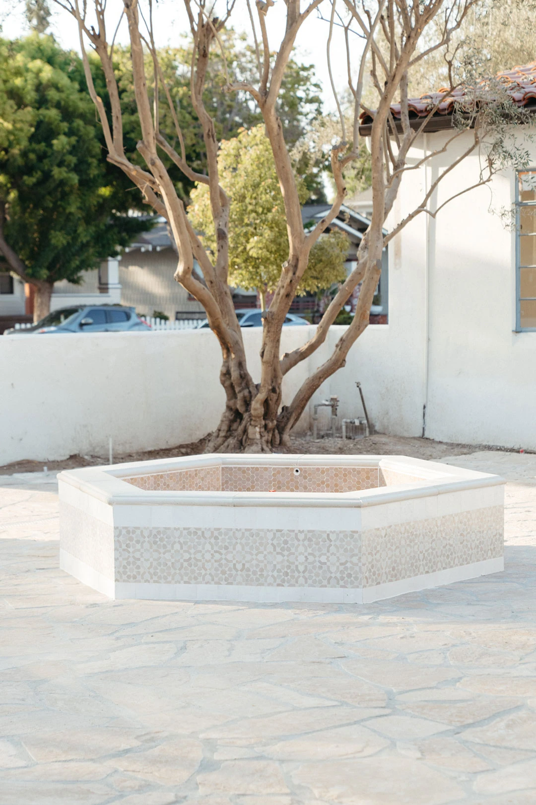 Olive tree grows inside a tiled courtyard planter.