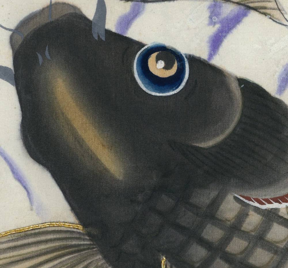 Close-up of a black koi fish with a vibrant blue eye
