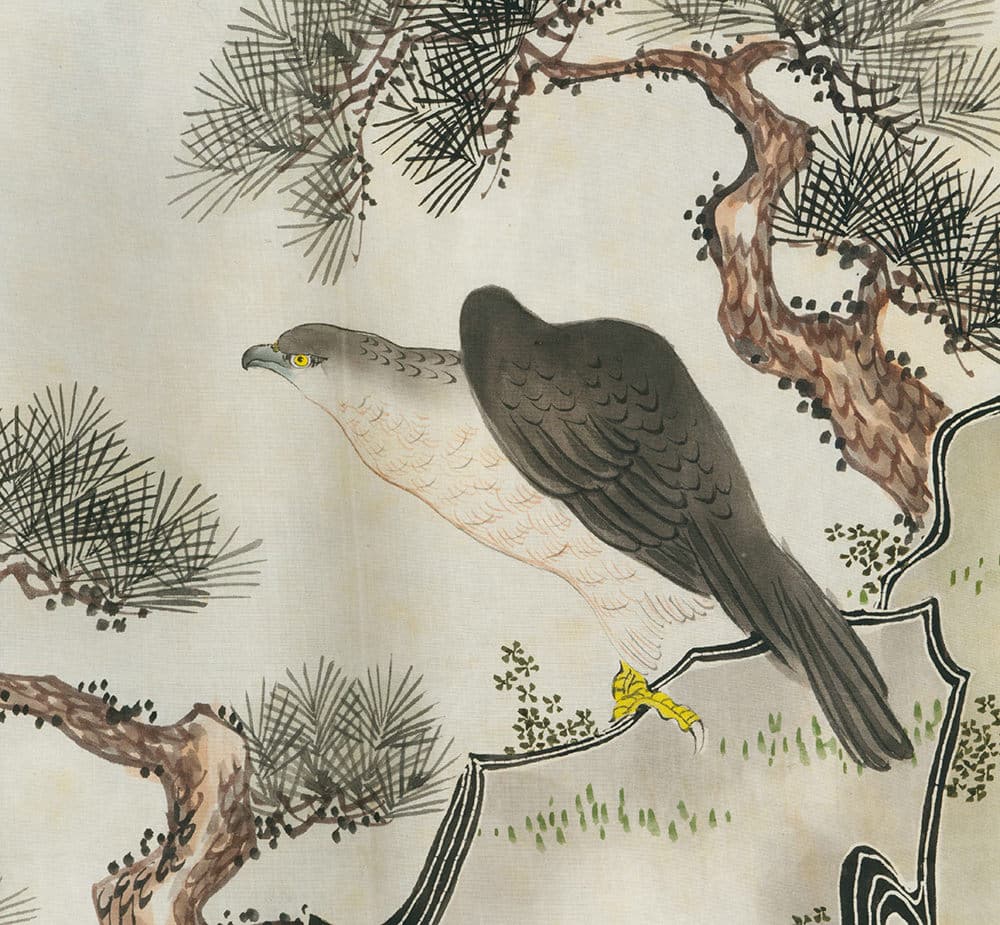 Gray hawk perched on branch with yellow eye, surrounded by pine tree