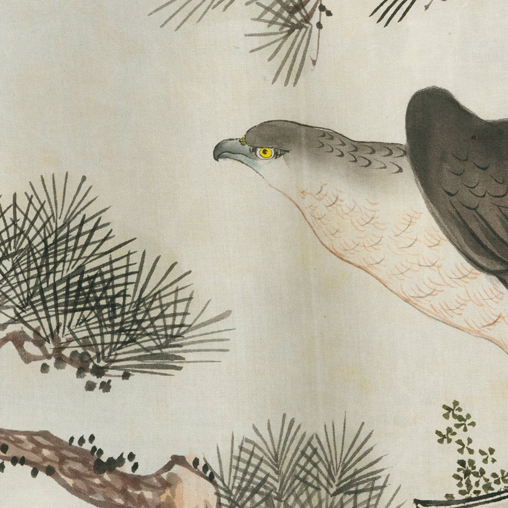 Gray hawk with yellow eye perched on branch near pine needles