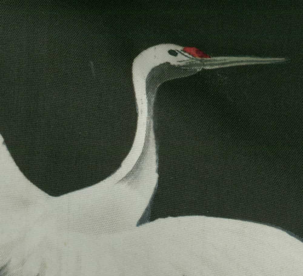 White crane with red crown against dark green background