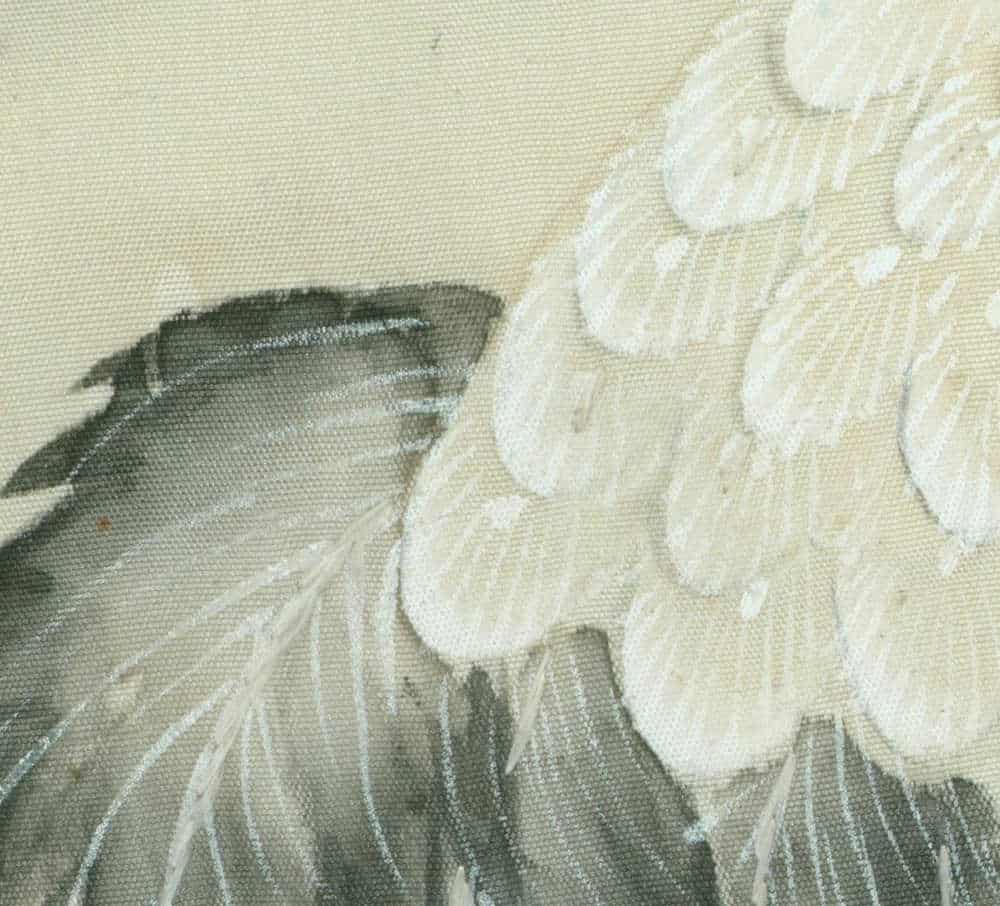Close-up of soft white and grey feathered wing texture