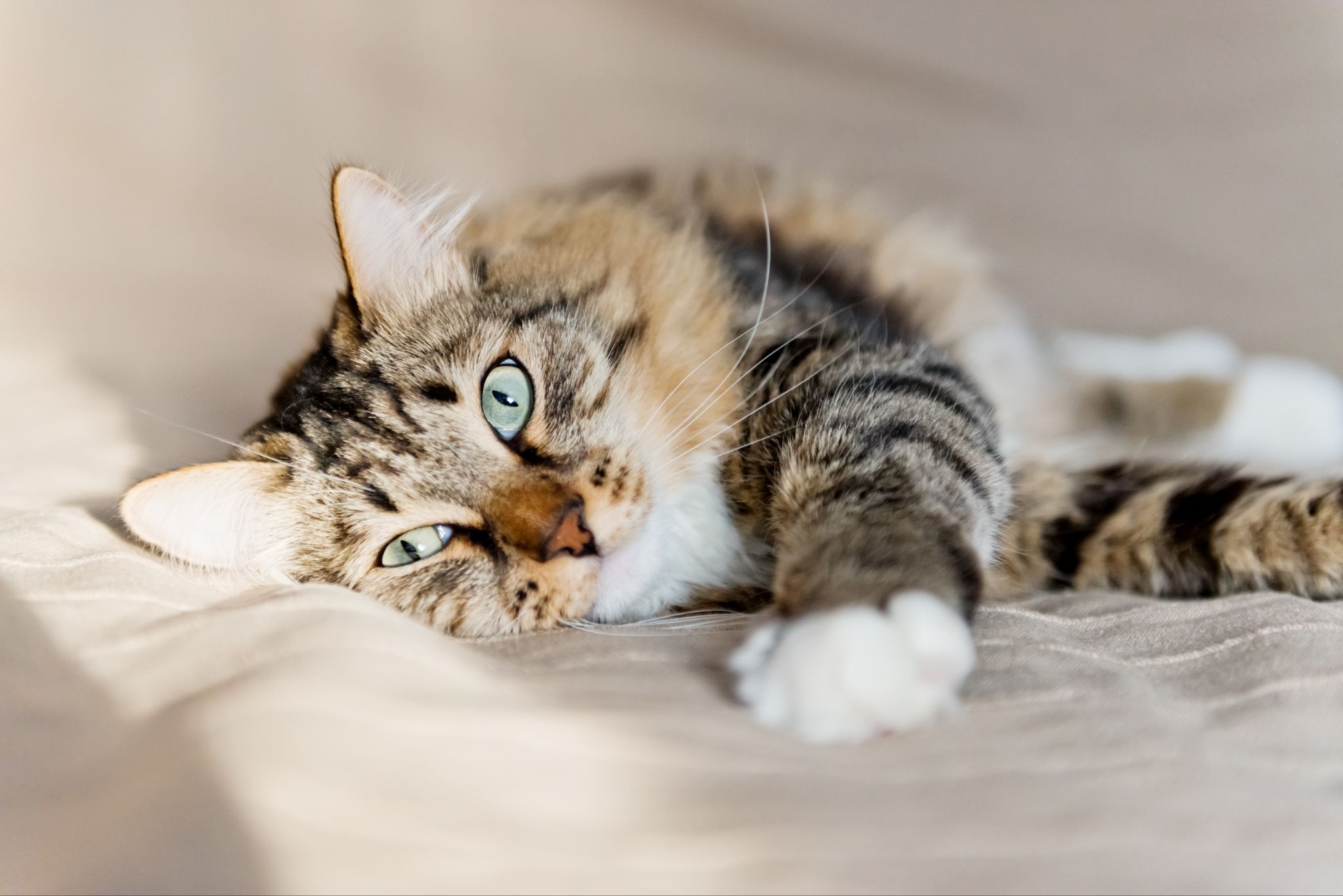 Langhåret katt slapper av i sofaen etter tannrens
