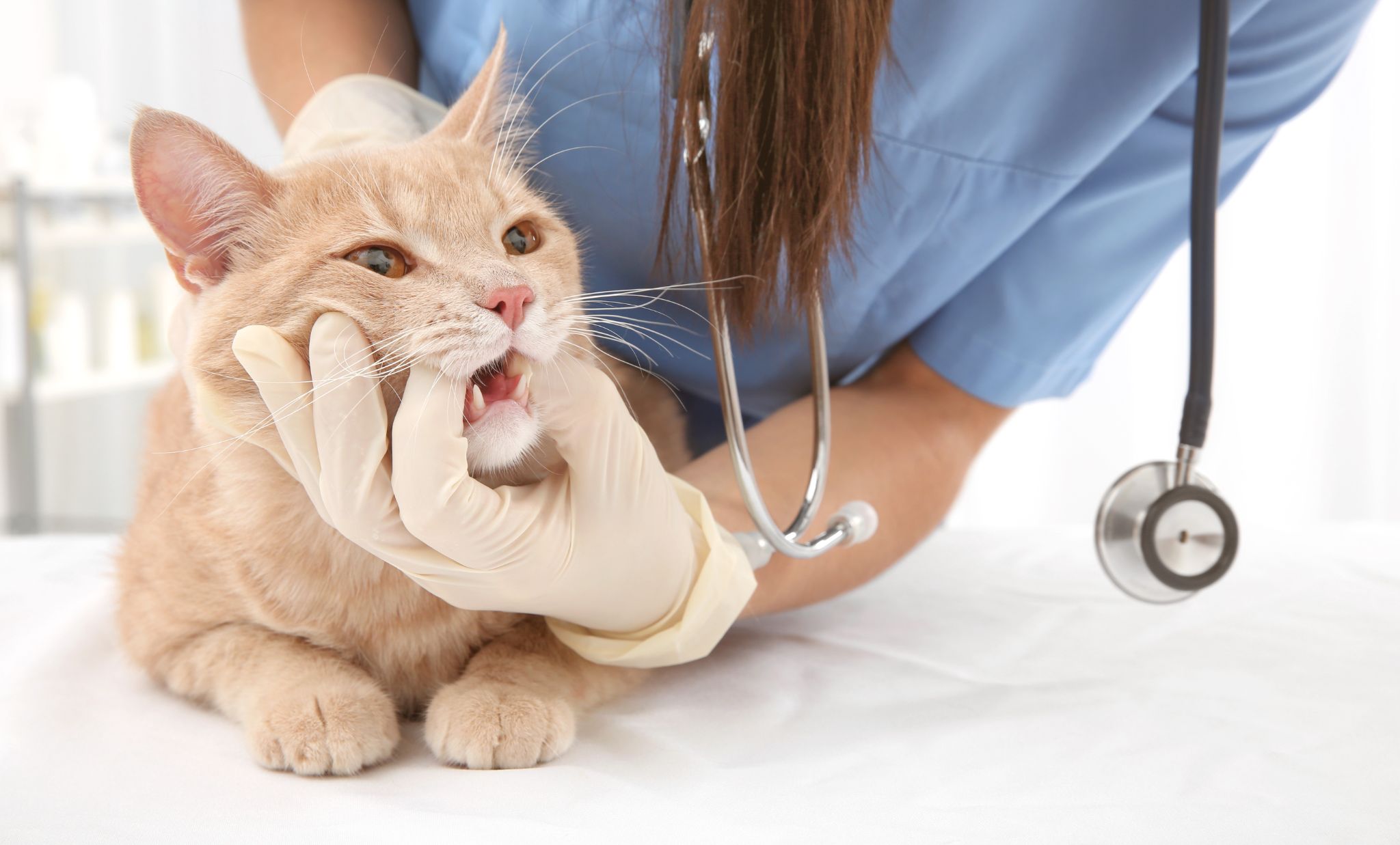 Periodontitt hos katt – forstå symptomene, unngå tann­problemene