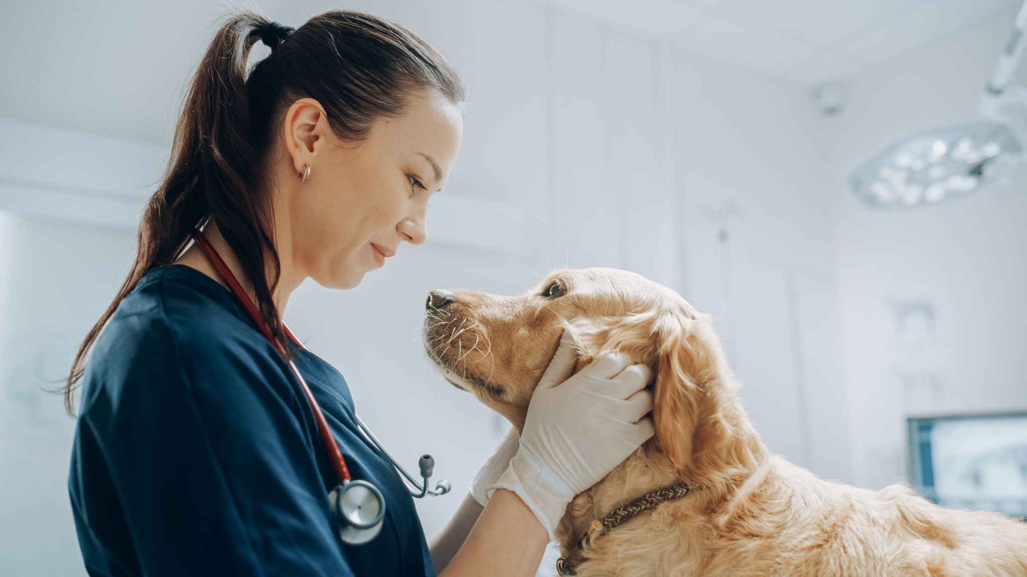 Dårlig ånde hos hund – hvorfor det oppstår og løsningene som finnes