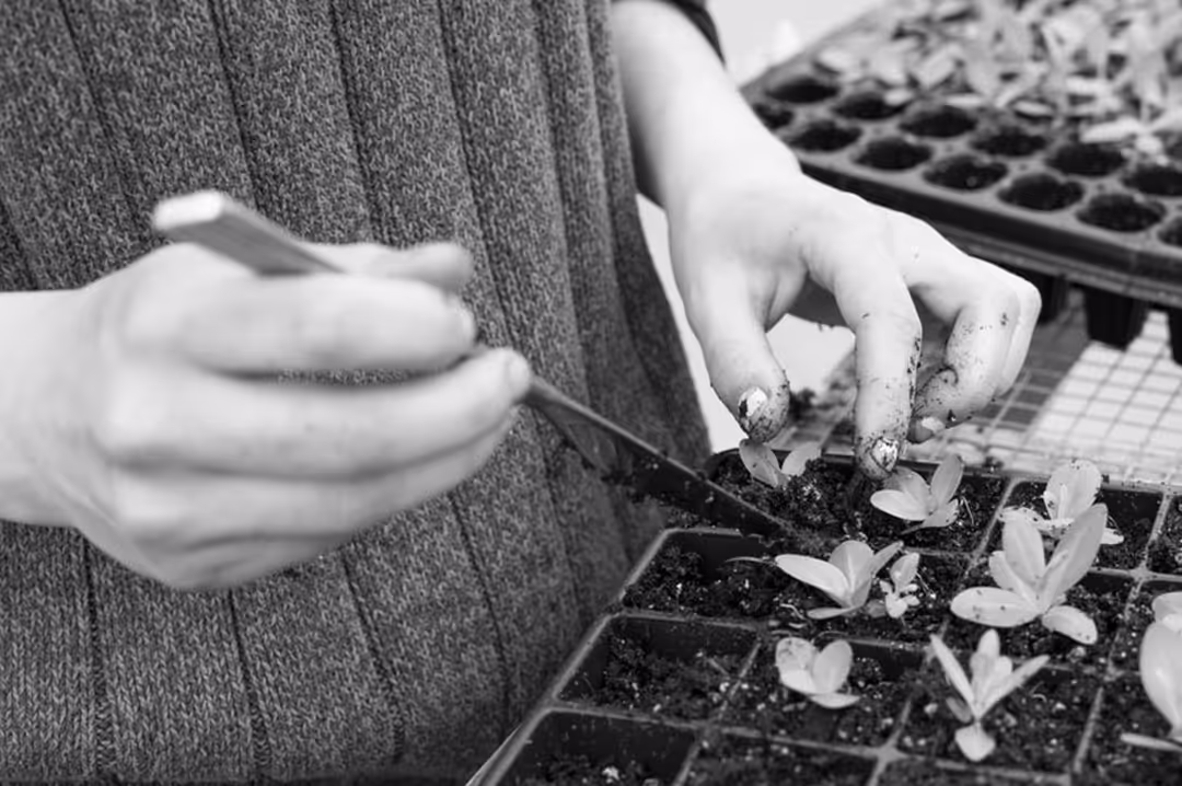 Engagement Economique