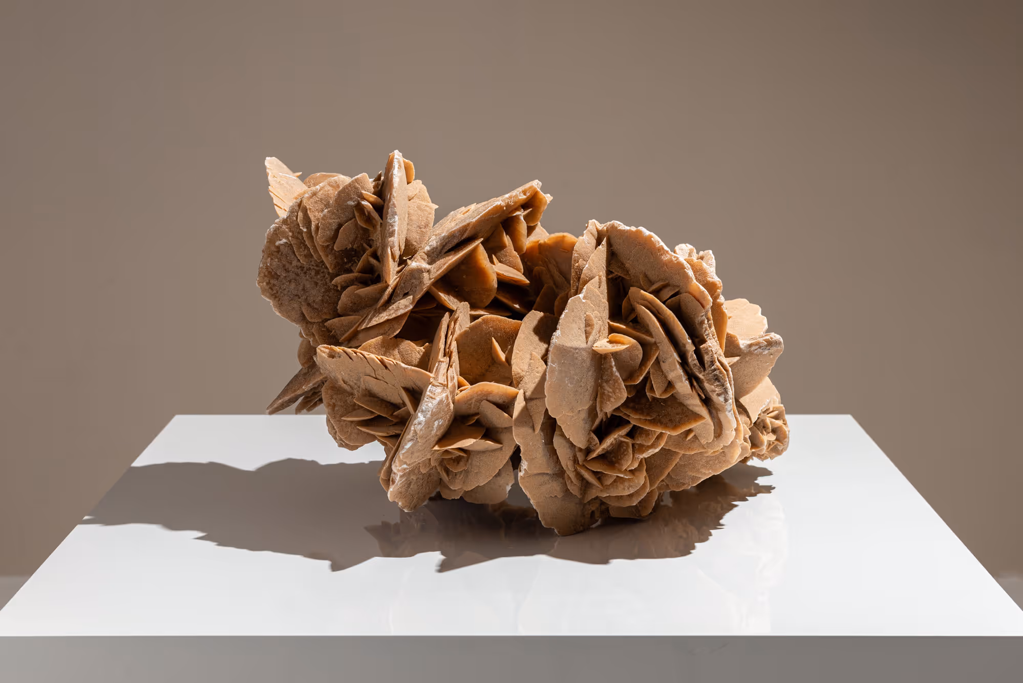 Large Decorative Desert Rose