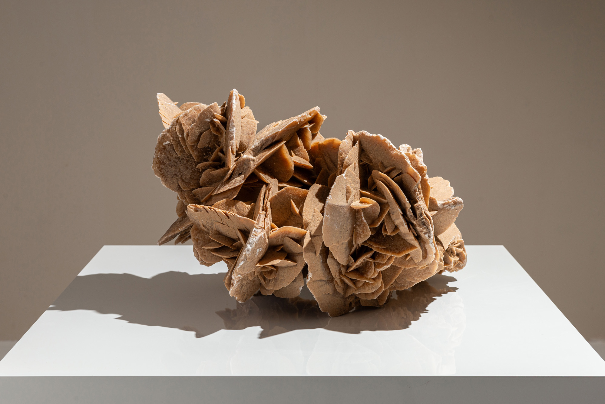 Large Decorative Desert Rose
