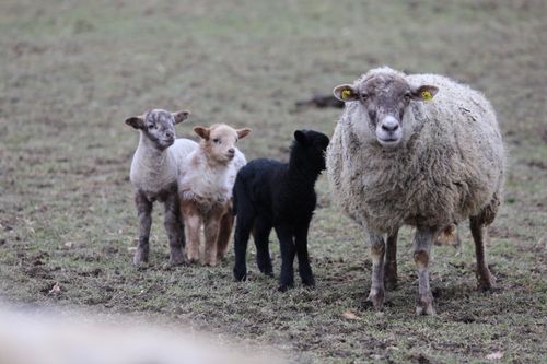 V neděli 1. 6. 2025 vás zveme na speciální menu připravené ke Dni dětí, které je dokonalou kombinací chutí a potěší malého i velkého mlsouna.