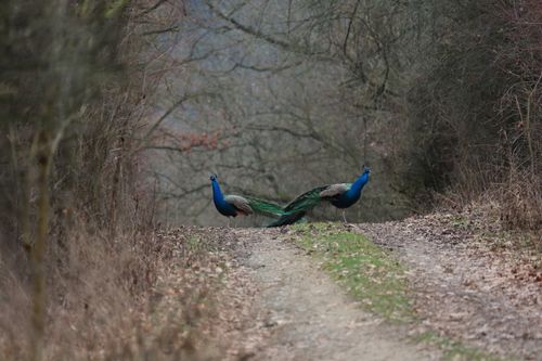 Den otců 15. 6. 2025 si také zaslouží pořádnou oslavu. Vezměte tátu na Benice, kde ho čeká pořádná flákota, orosený půllitr točeného piva – protože králem dne je on. Žádná práce, žádné starosti, jen dobré jídlo, pohoda na statku a čas strávený s rodinou.