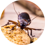 A roach infestation