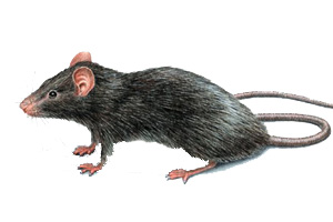 image of pest control rodent removal in Hollywood Florida 