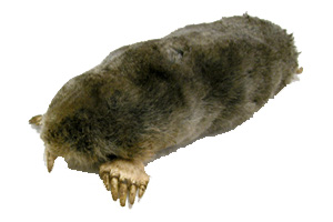 picture of a hedge hog that you want removed from your home or business by a pest professional 