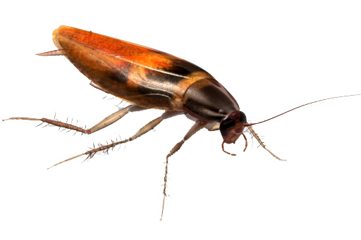 Picture of german roaches in home or business that pest control by Pest Pro can help you eliminate them