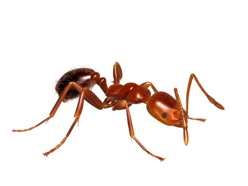 Ants