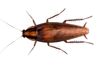 what do german roaches look like?