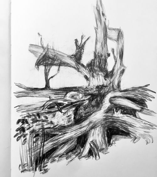 Botanischer Garten Basel