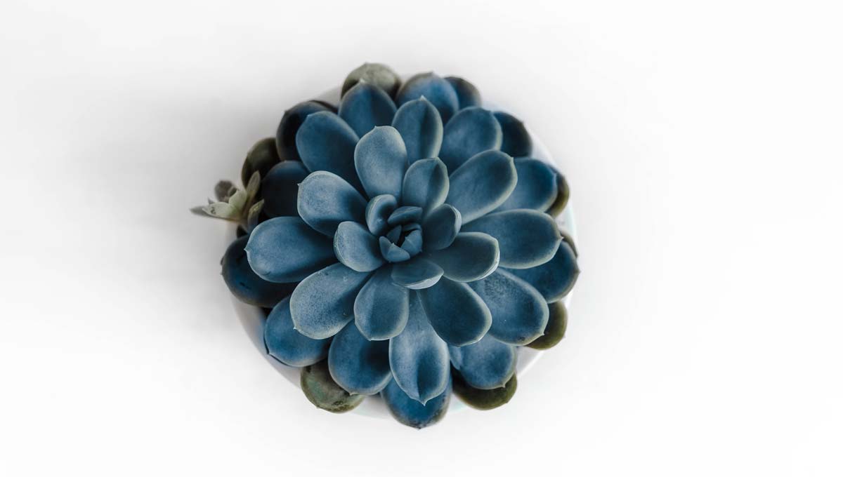 Lapel Pin Vs Brooch: What Are The Differences Between Them? | Custom Pins Now