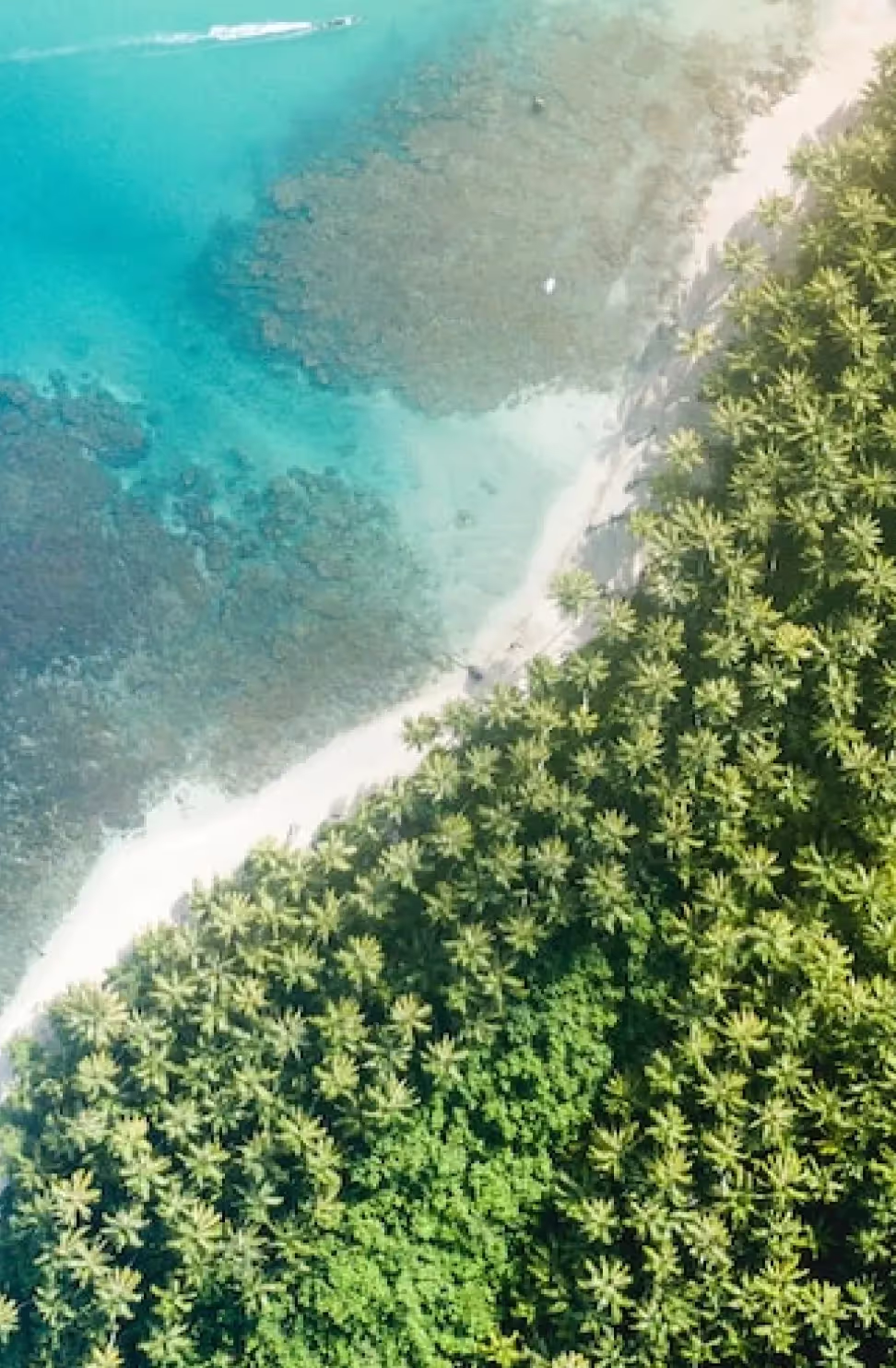 Scenic view of a tranquil ocean with lush green trees nearby